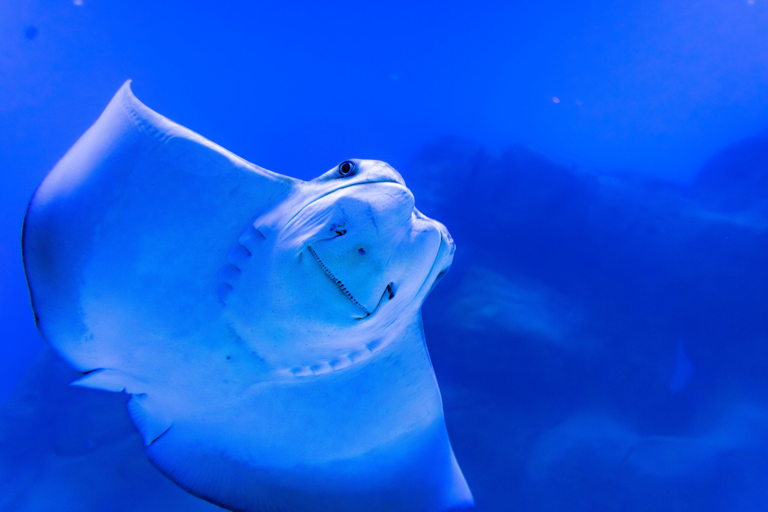 aquario de foz do iguacu